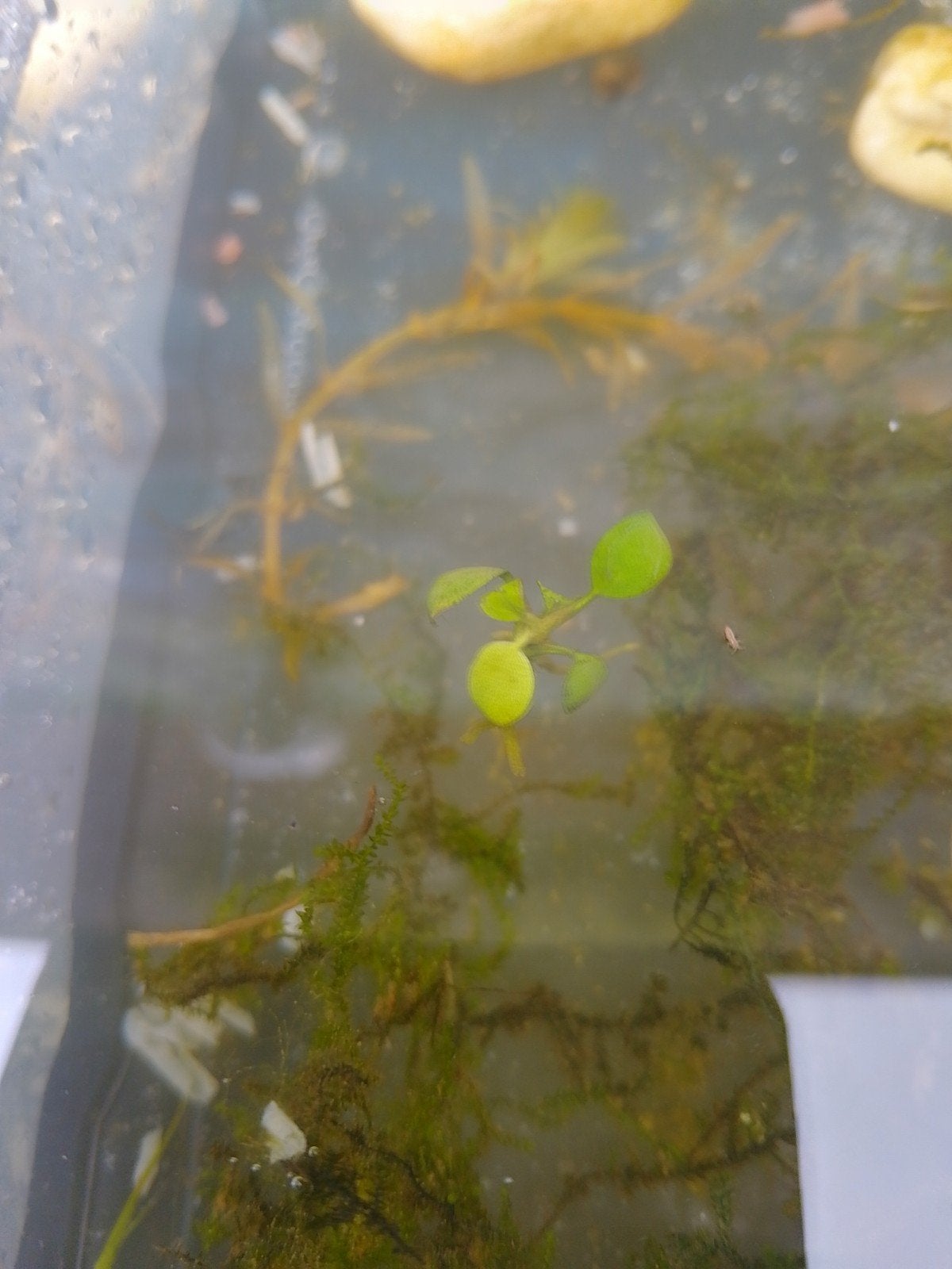Ken er iemand dit plantje, Tuin en Terras, Vijvers, Ophalen