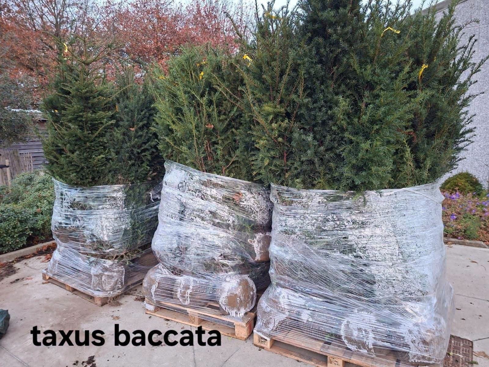 ‼️taxus baccata aan stuntprijzen ‼️, Ophalen, Taxus