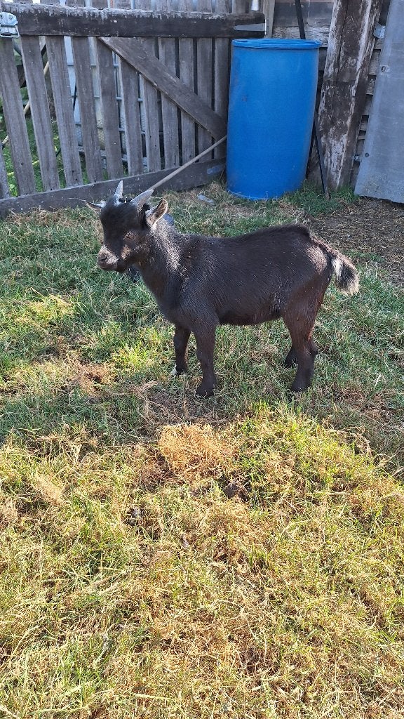 Dwerggeit, Mâle, Chèvre, 0 à 2 ans