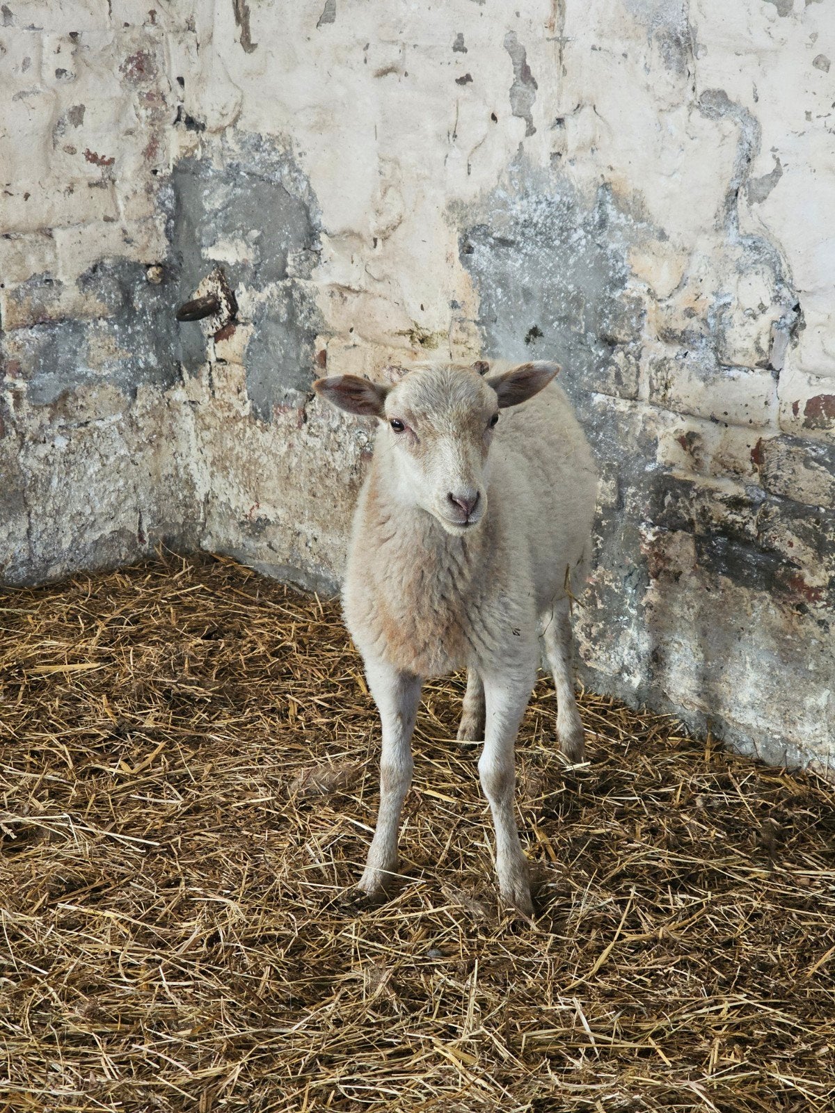 Handtamme houtlander lamrammen, Dieren en Toebehoren, Schapen, Geiten en Varkens