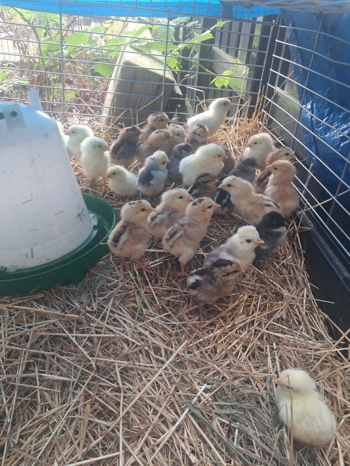 kuikens te koop, 5 dagen oud!, Sexe inconnu, Poule ou poulet
