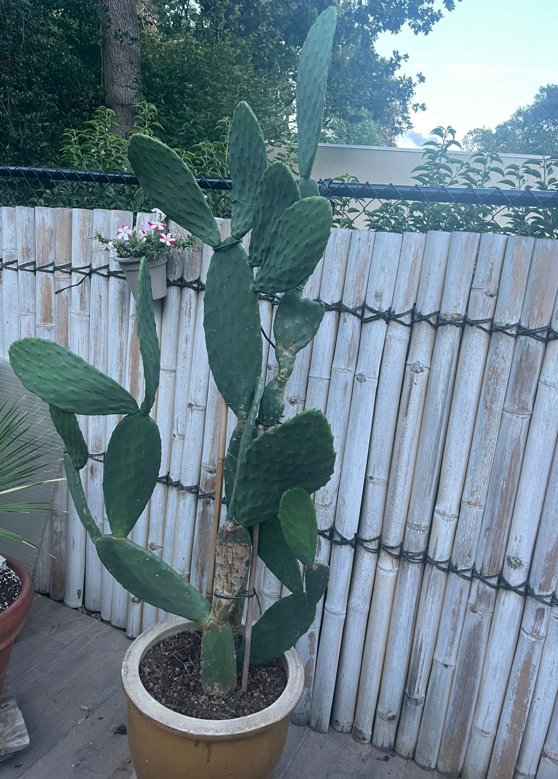 Grote cactus, Tuin en Terras, Ophalen
