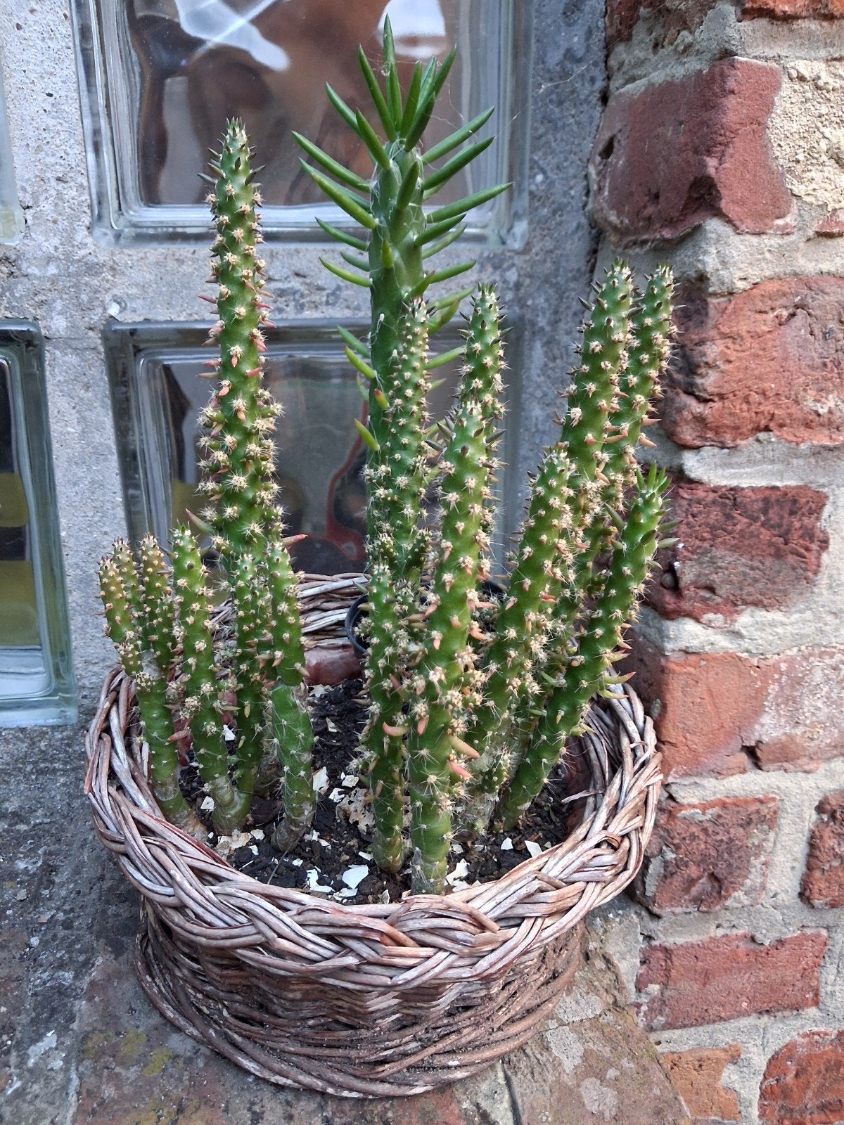 Meerdere fijne kaarscactussen en een klassieke kaarscactus, Ophalen of Verzenden, Cactus, In pot, Minder dan 100 cm