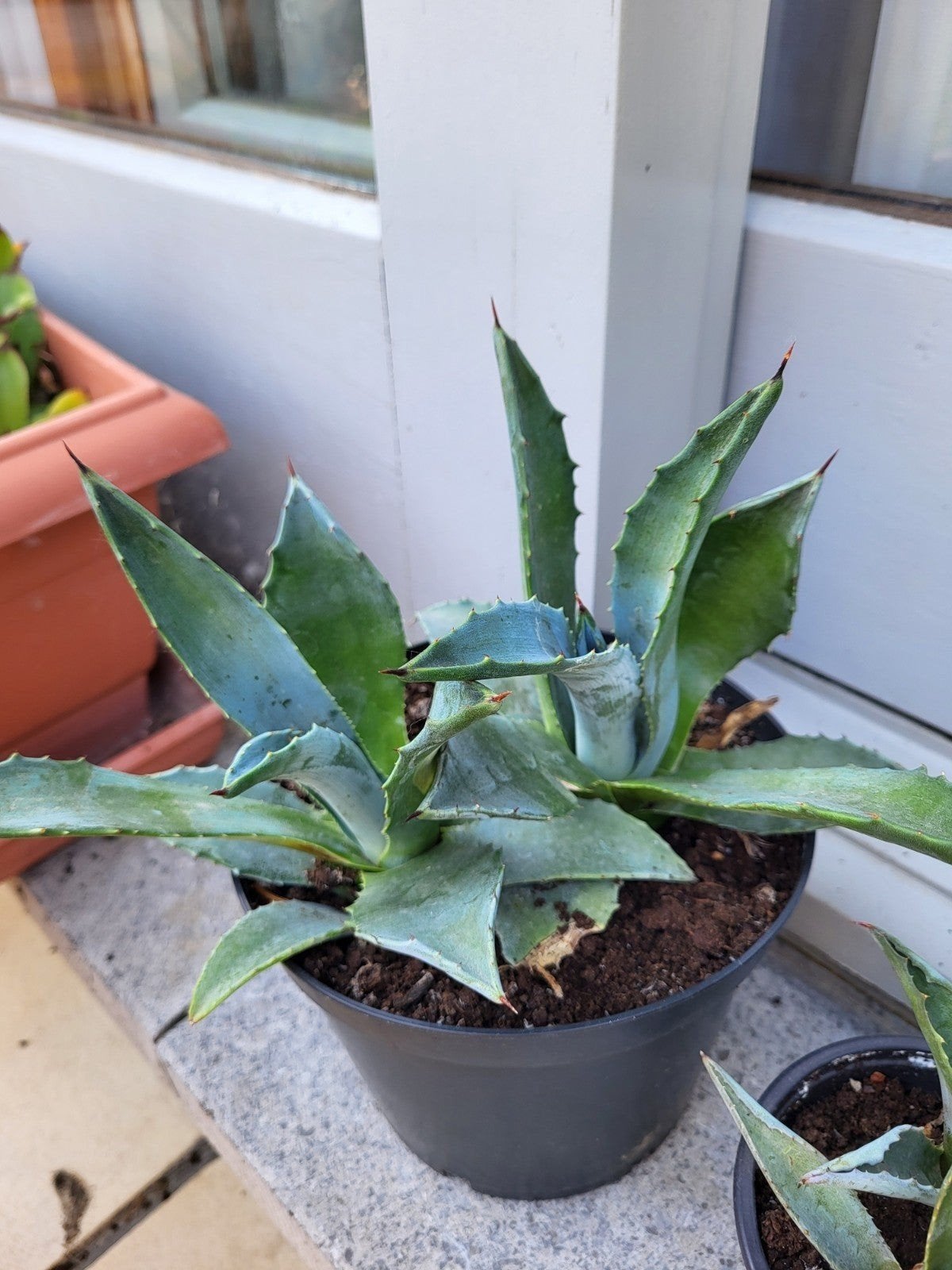 Sanseveria, Agave Americana,pannenkoek plantje..., Tuin en Terras, Ophalen