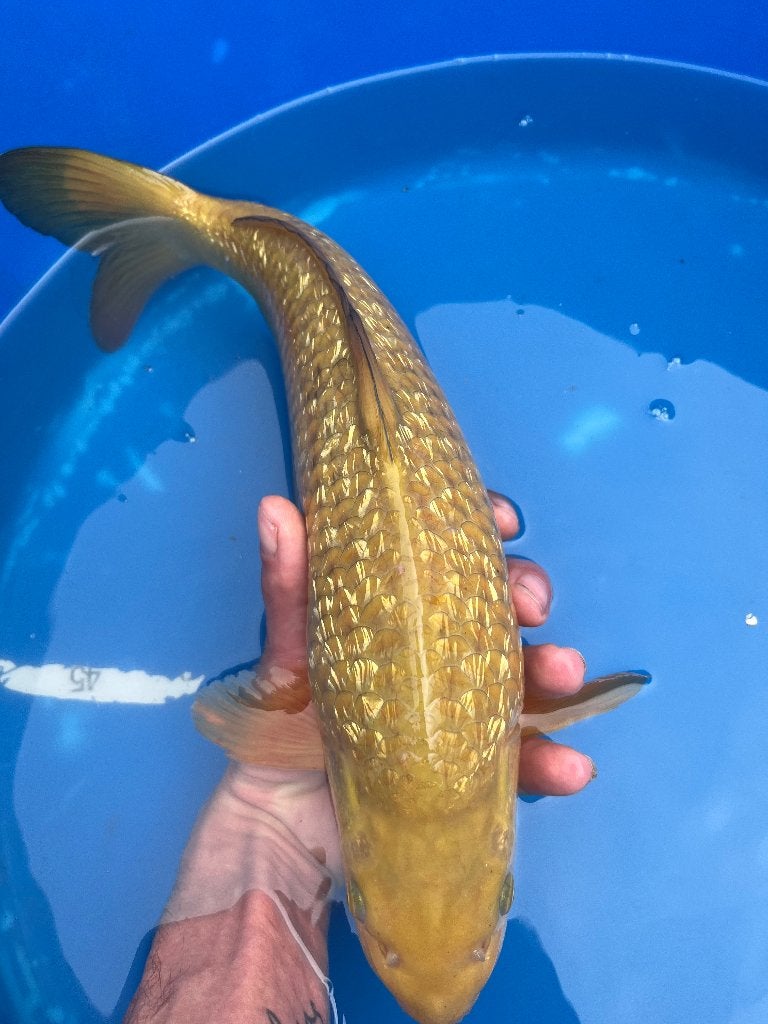 Ginrin Chagoi Marusei 43 cm, Animaux & Accessoires, Poissons | Poissons d'étang, Carpe ou Koï