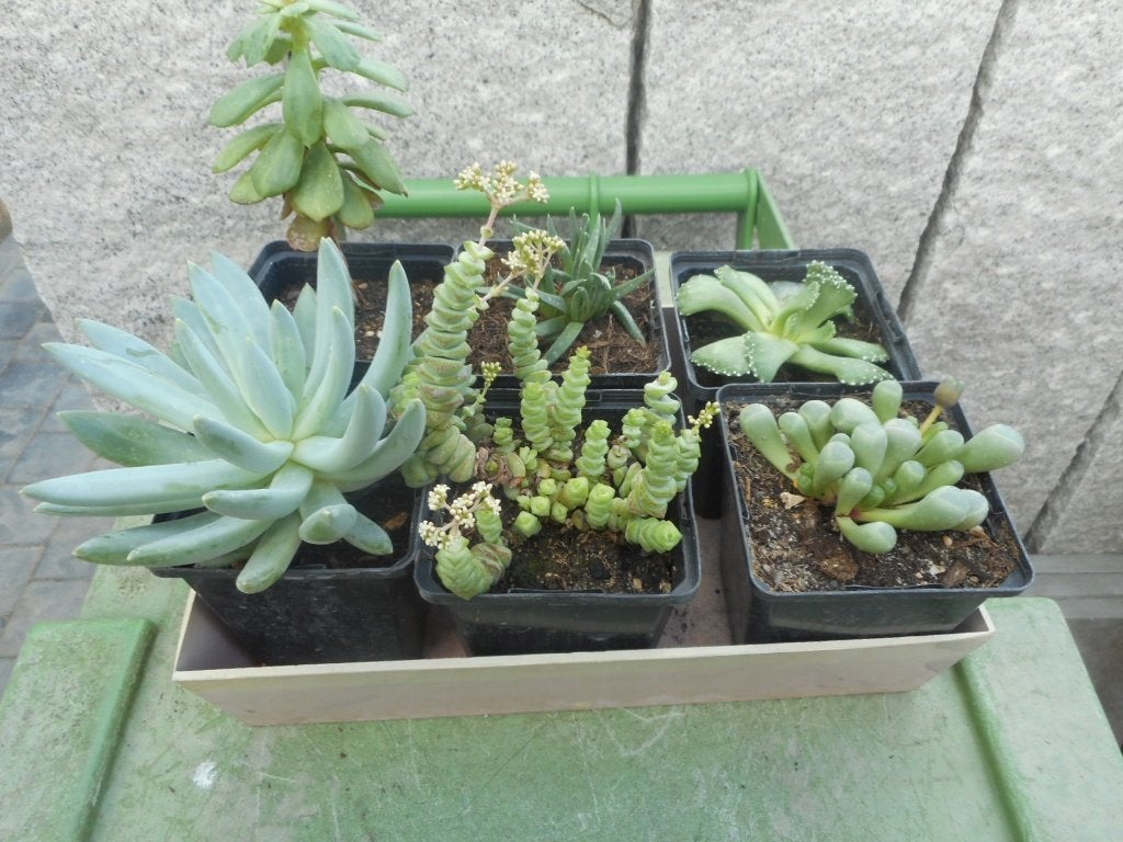 Plantes, Jardin & Terrasse, Enlèvement ou Envoi, Plante fixe, Autres espèces, Mi-ombre