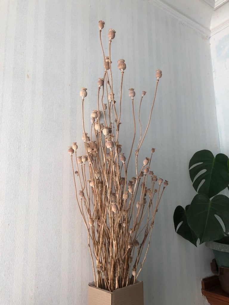 Lot Droogbloemen / papavers / klaproos / boshyacint, Ophalen, Zo goed als nieuw