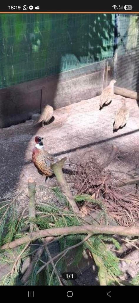 Broedeieren van bosfazanten, Dieren en Toebehoren