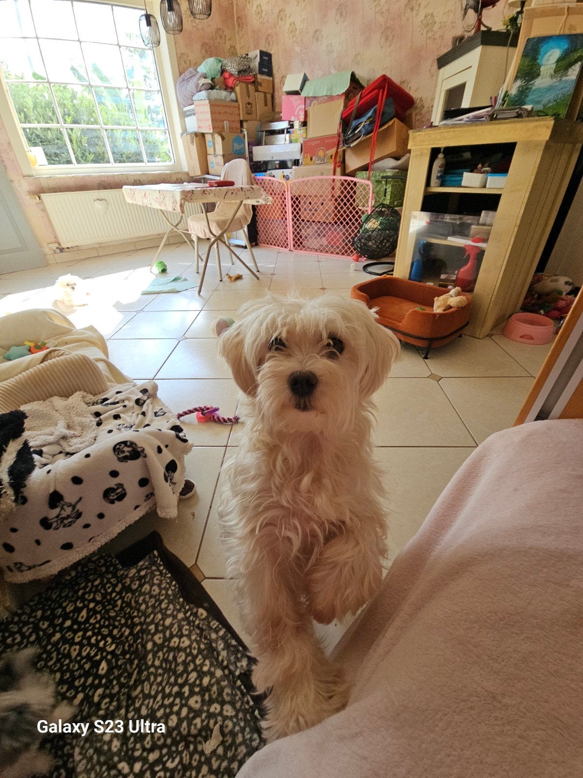 Maltezer teefjes zoekt nieuwe thuis, Maladie de Carré (chiens), 3 à 5 ans, Particulier, Chienne