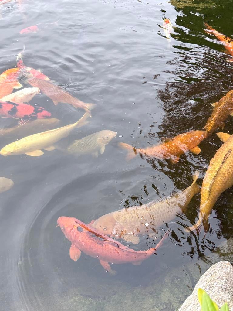 Koi’s te koop, prijs overeen te komen, Animaux & Accessoires, Poissons | Poissons d'étang, Carpe ou Koï