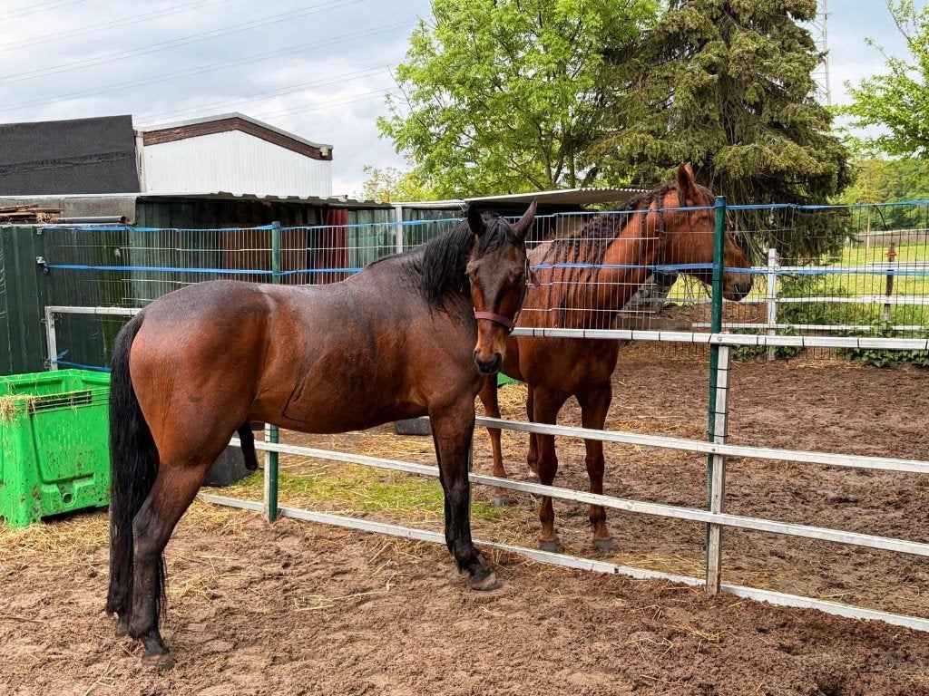 3 jaar draver te koop, Dieren en Toebehoren, Ruin, 160 tot 165 cm, Westernpaard, Met stamboom