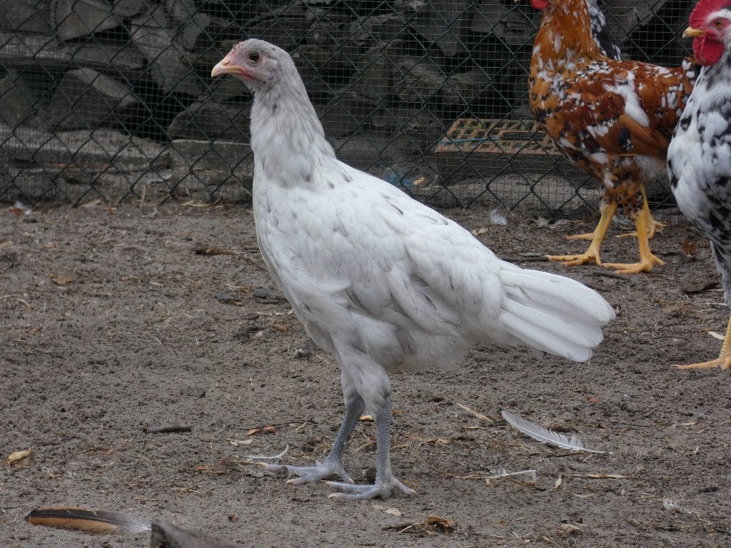 jonge andalusier hennen, Vrouwelijk, Kip