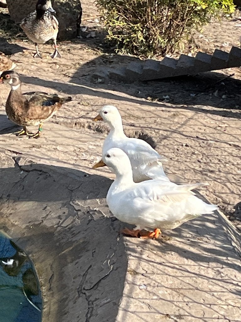 Koppel witte Hollandse kwakers, Plusieurs animaux, Canard