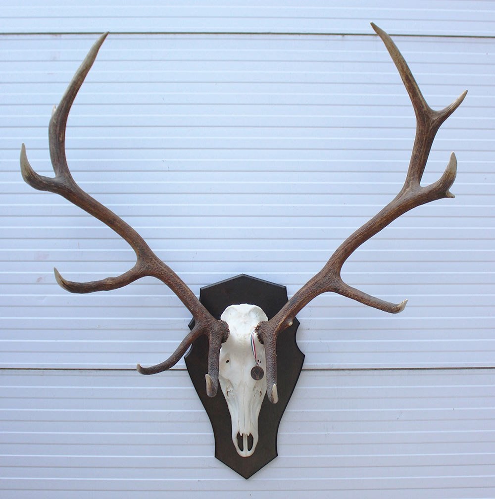 Groot EDELHERT GEWEI 12-ender - op schild (ref. GE34), Verzamelen, Dierenverzamelingen, Ophalen, Zo goed als nieuw, Hert, Gewei of Kop