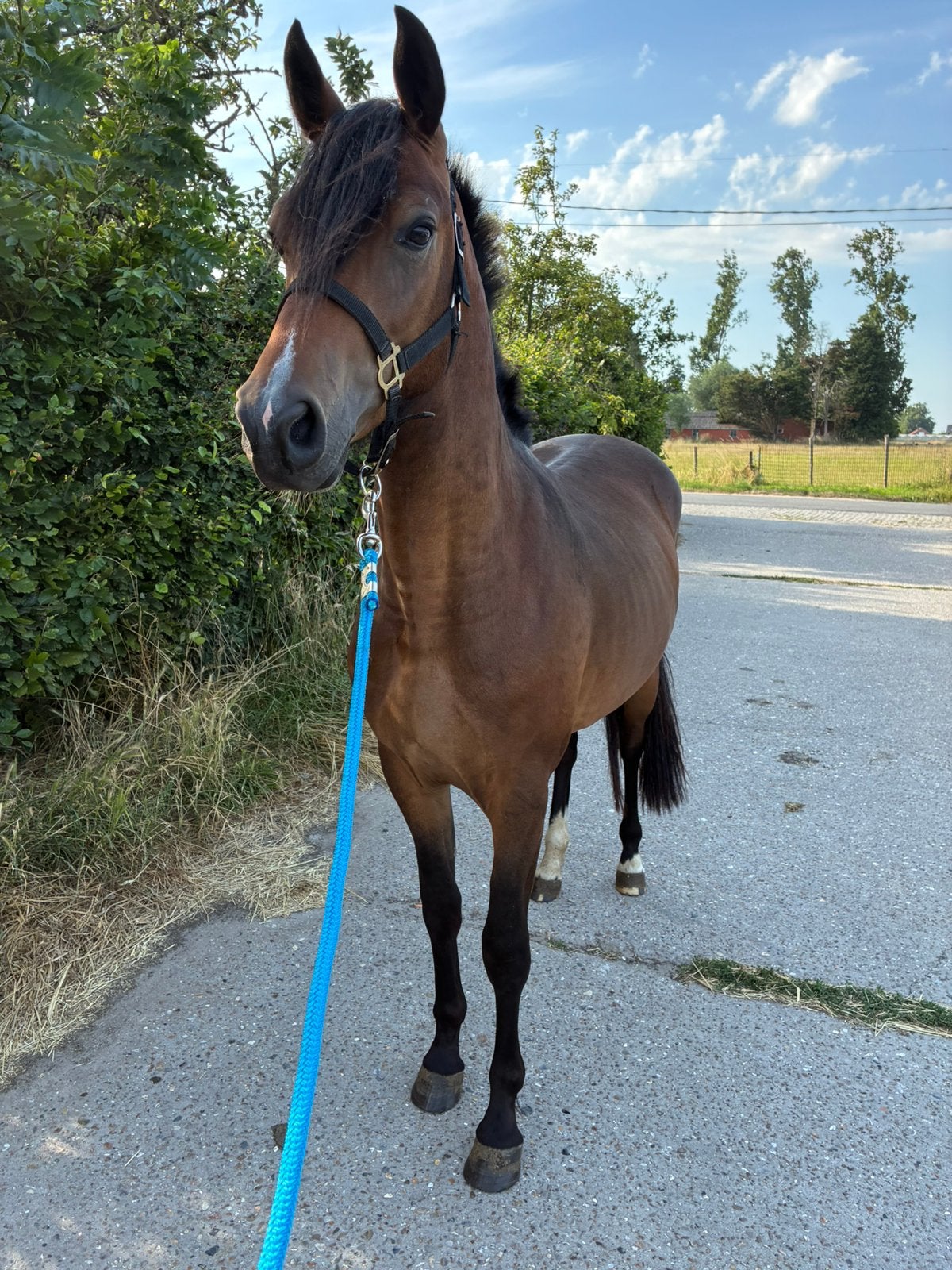 2 jarige D pony, Animaux & Accessoires, Poneys, Étalon, Non dressé, Poney D (1.37 m à 1.48m), Poney de saut, 0 à 2 ans, Avec pedigree