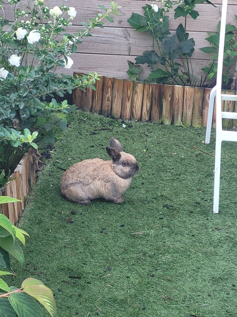 Konijn, Dieren en Toebehoren, Konijnen, Mannelijk, Middelgroot, 3 tot 5 jaar