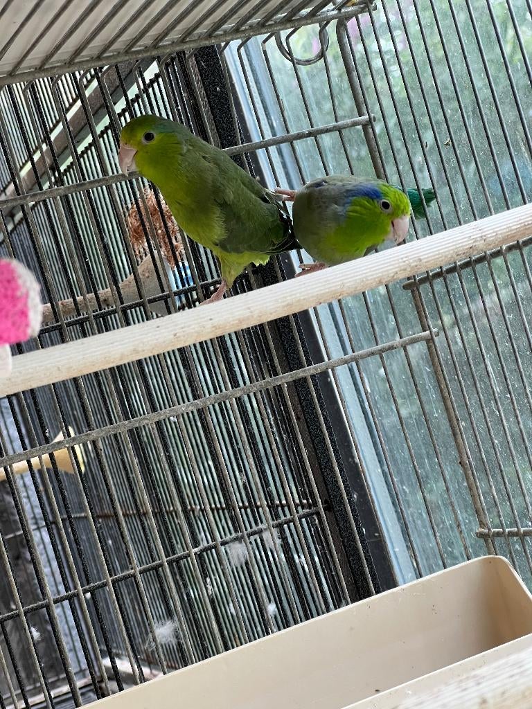 Forpus, Dieren en Toebehoren, Meerdere dieren, Dwergpapegaai of Agapornis