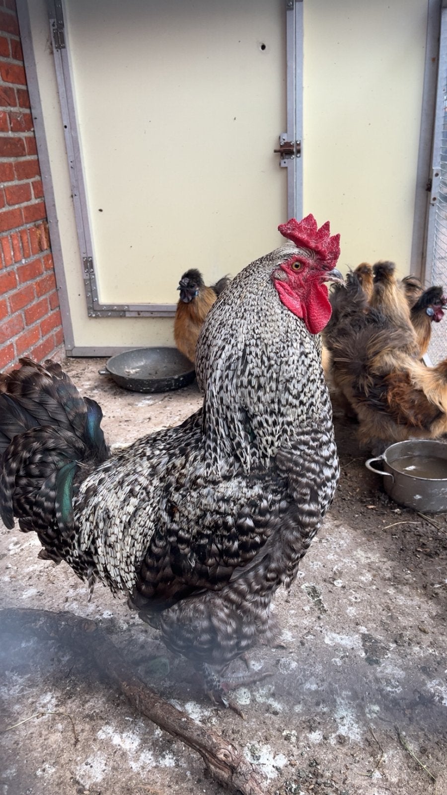 Koekoeks kleur brahama, Mannelijk, Kip