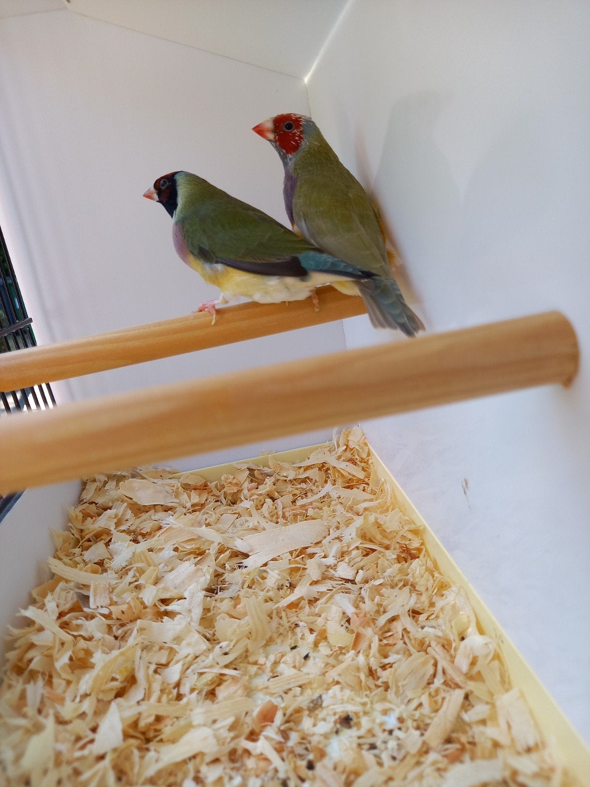 Roodkop enkelfactor pastel groen man gouldamadine, Dieren en Toebehoren, Mannelijk, Tropenvogel