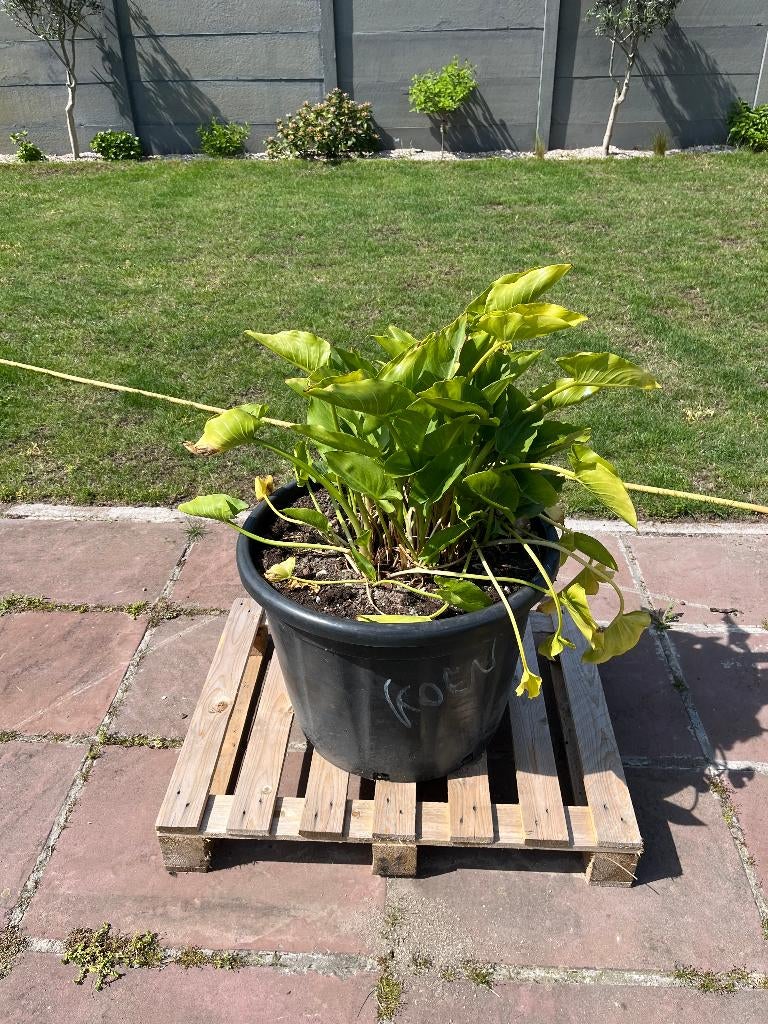 Aaronskelk, Tuin en Terras, Ophalen