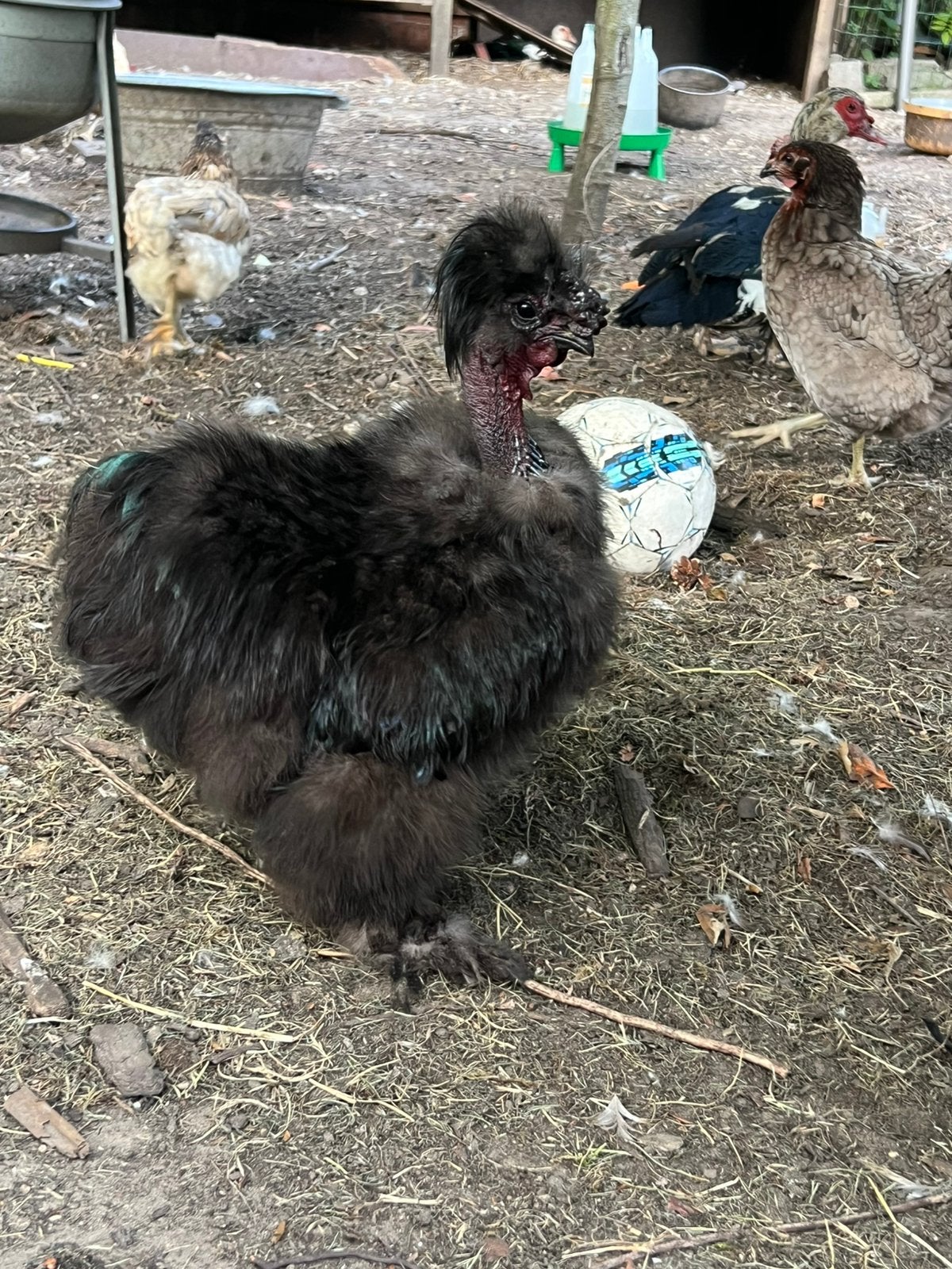 Zijdehoen naathals haan, Dieren en Toebehoren, Mannelijk, Kip