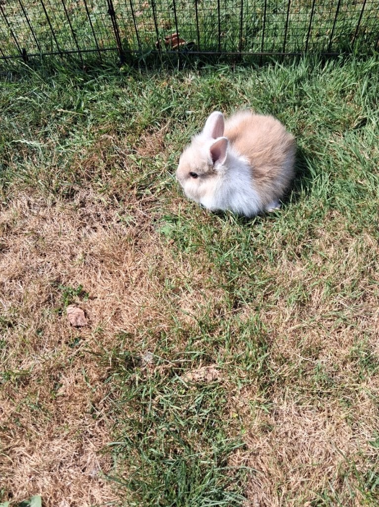 dwergkonijntjes, Dieren en Toebehoren, Konijnen, Meerdere dieren, Dwerg