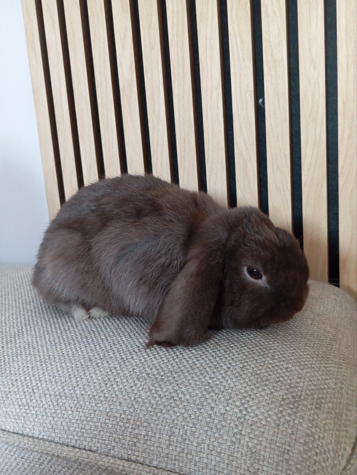 chocolade minilop, Dieren en Toebehoren