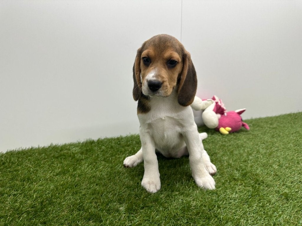 Beagle pups, Dieren en Toebehoren, België, Beagle, 8 tot 15 weken, Parvo