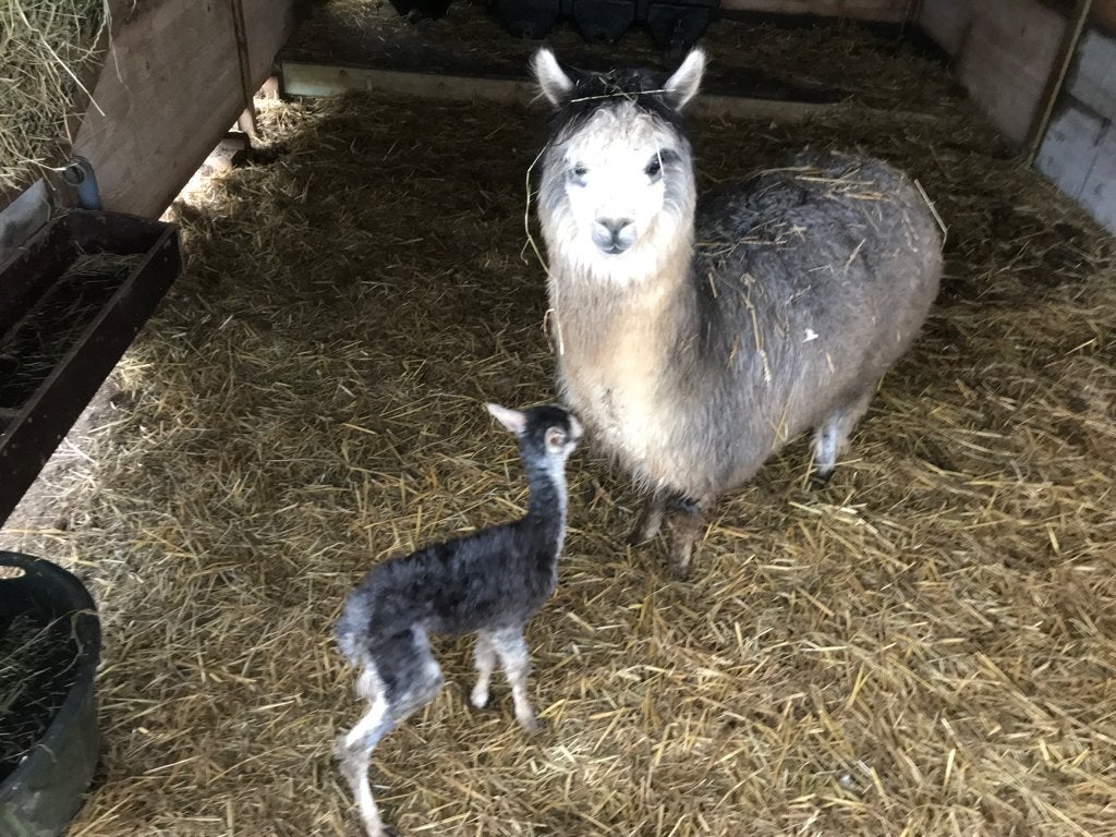 Alpaca, Plusieurs animaux