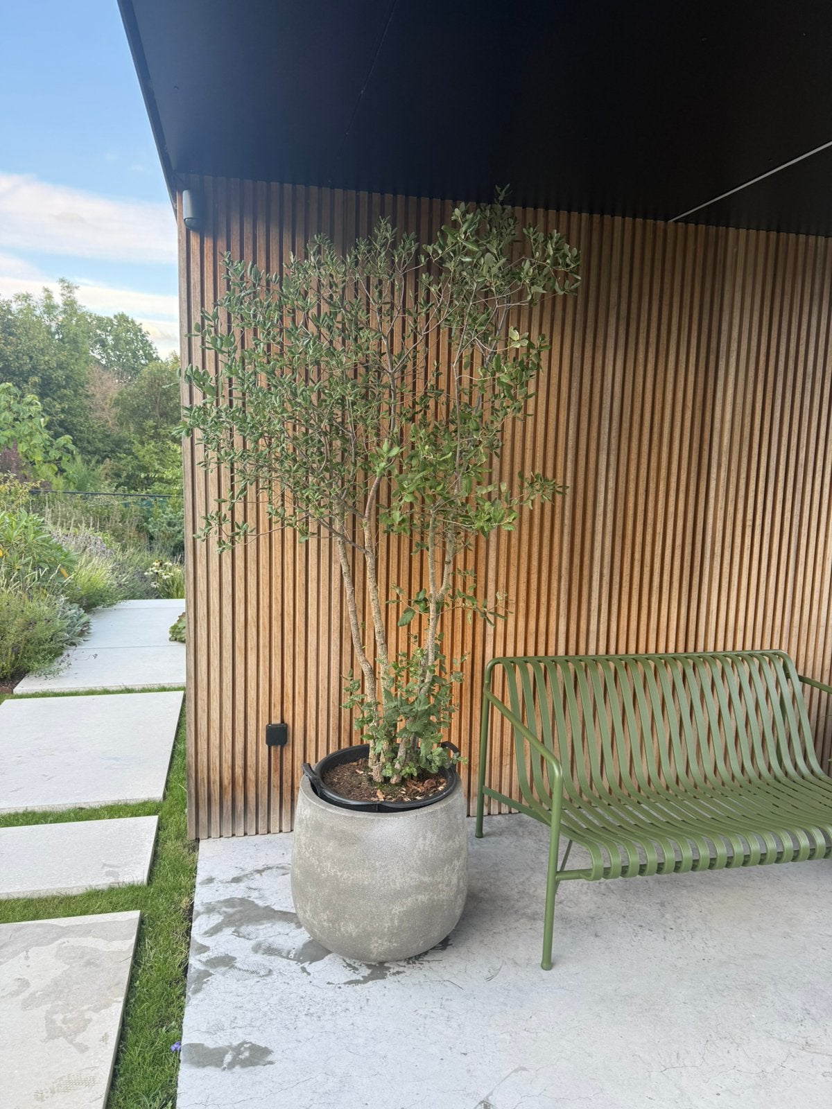 Quercus suber (kurkeik), Tuin en Terras, Planten | Bomen, Ophalen