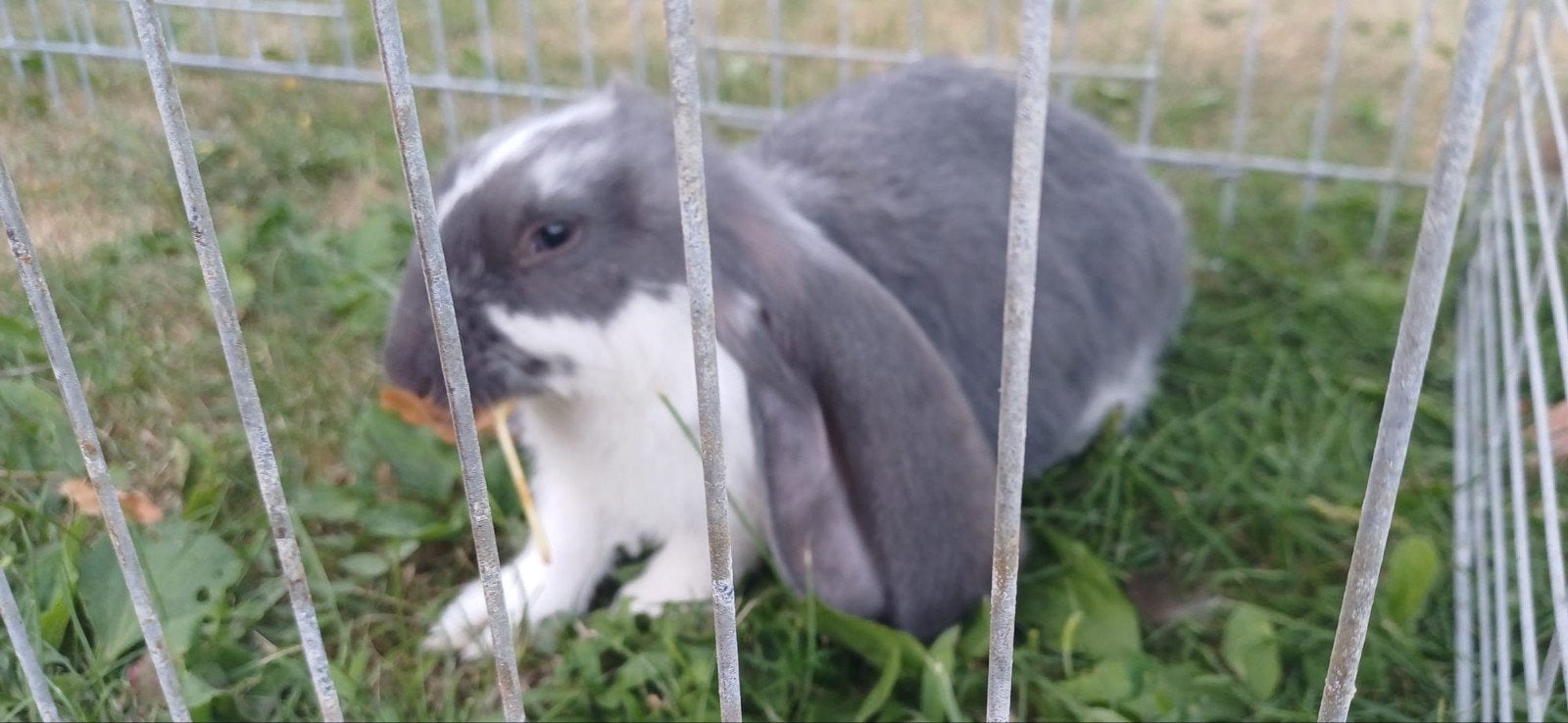 Engelse hangoor voedstertje., Dieren en Toebehoren, Konijnen, Vrouwelijk, Middelgroot, Hangoor