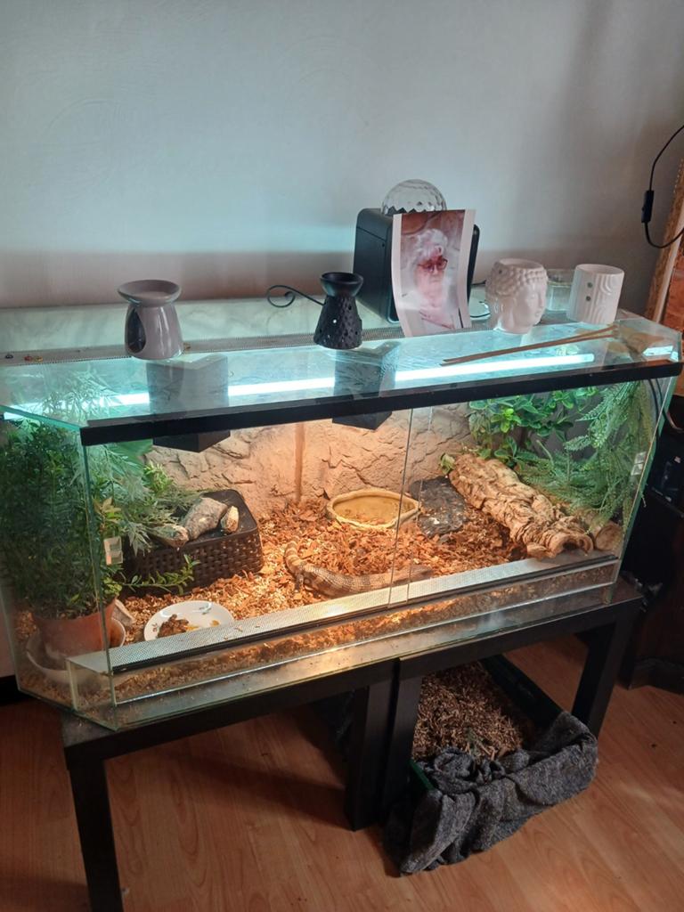 Terrarium à vendre complet avec tiliqua et scinques, Enlèvement