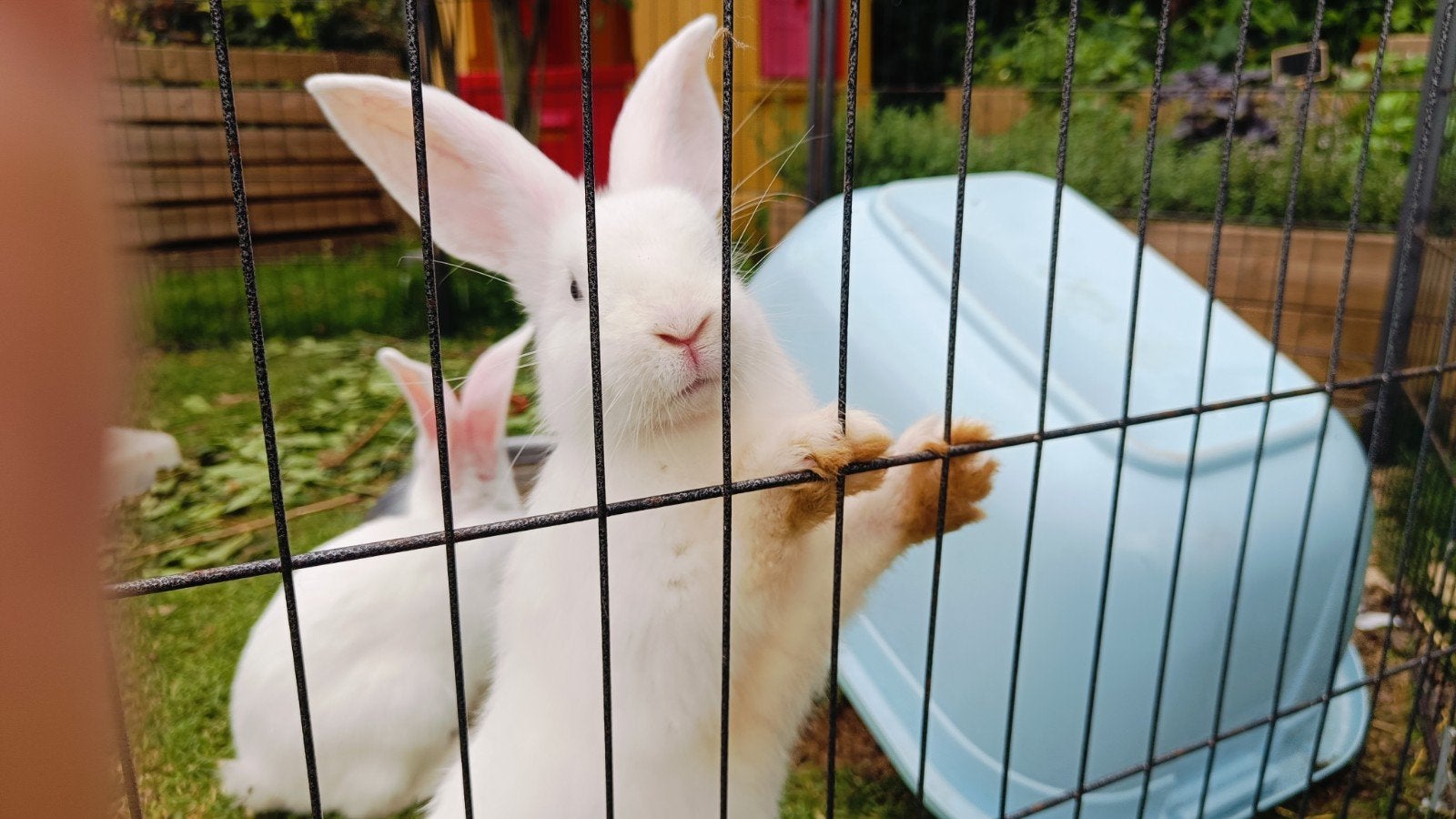 Vlaamse reuzen, Dieren en Toebehoren, Konijnen