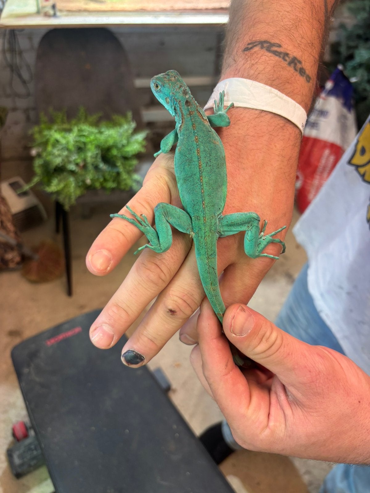Iguane 2026, Lézard, 0 à 2 ans