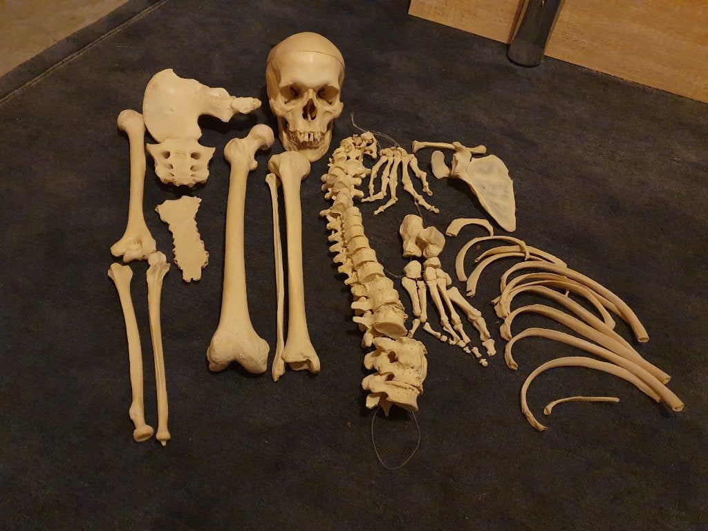 skelet voor geneeskundestudent of fysiotherapeut, Diversen, Schoolbenodigdheden, Ophalen of Verzenden, Gebruikt