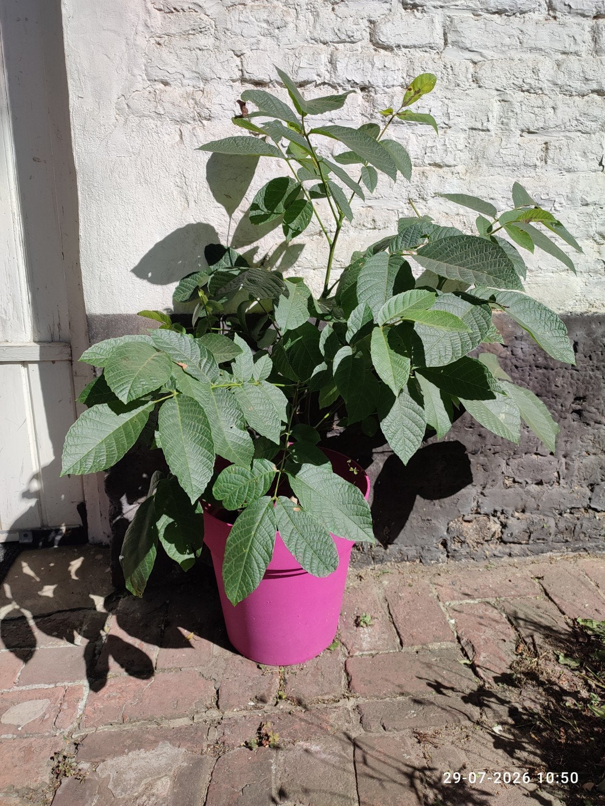 notelaar boom te koop, Ophalen