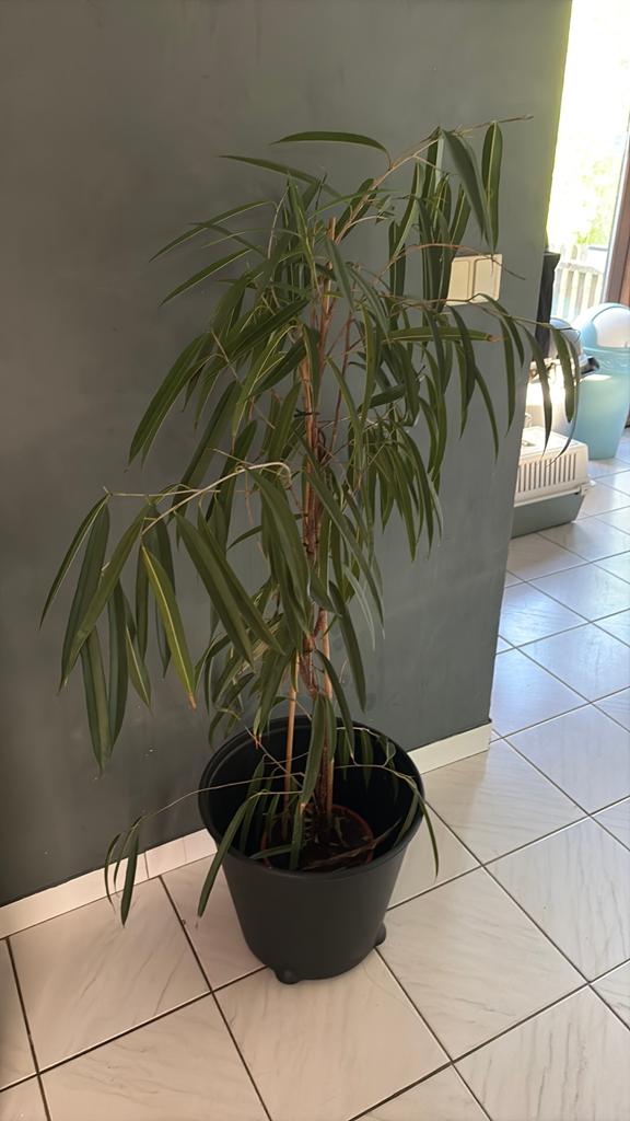 Plante avec sin pot, Ophalen of Verzenden
