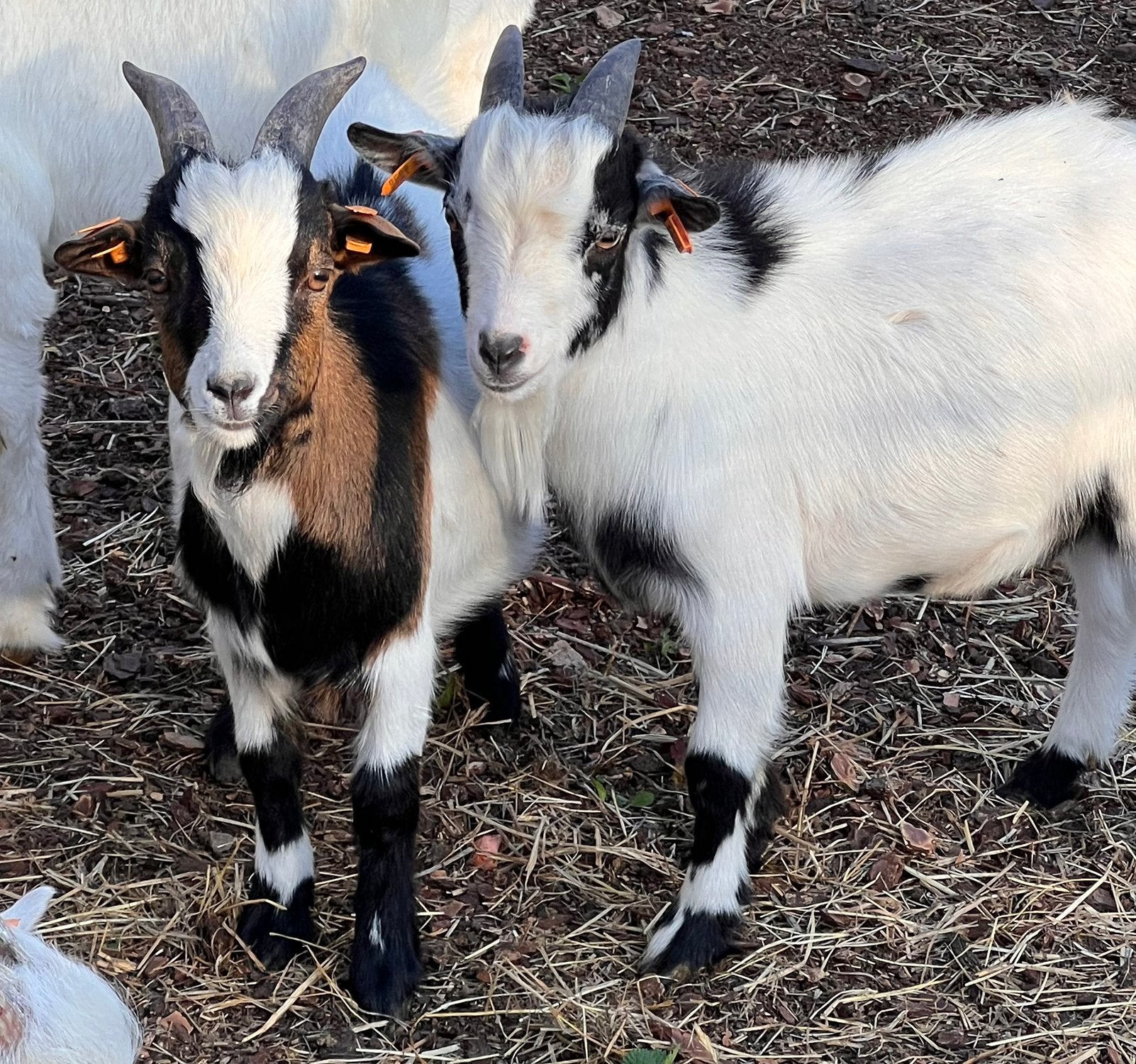 Dwerggeit bokjes, Mâle, Chèvre, 0 à 2 ans