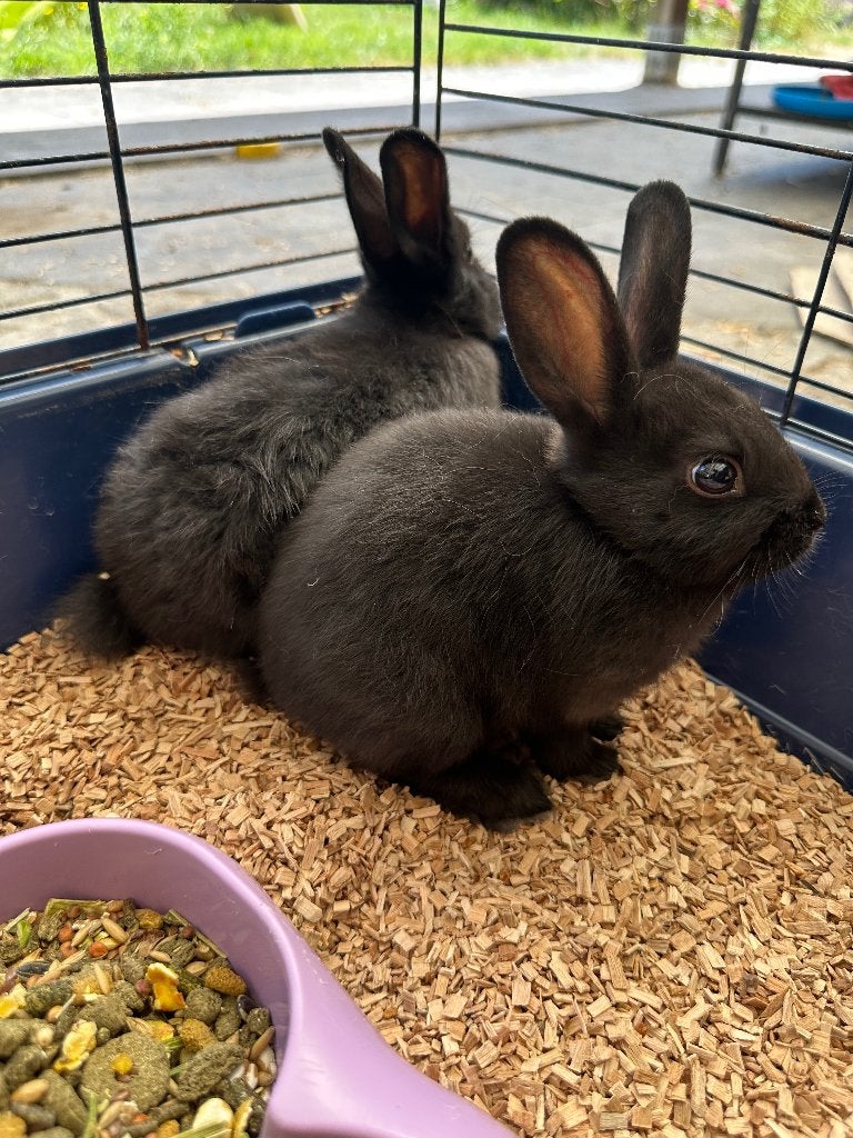 Dwergkonijntjes 8 weken, Animaux & Accessoires, Lapins, Nain, Sexe inconnu, 0 à 2 ans