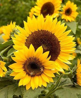 15 graines de tournesols de taille moyenne, longue floraison, Envoi, Printemps, Plein soleil, Graine