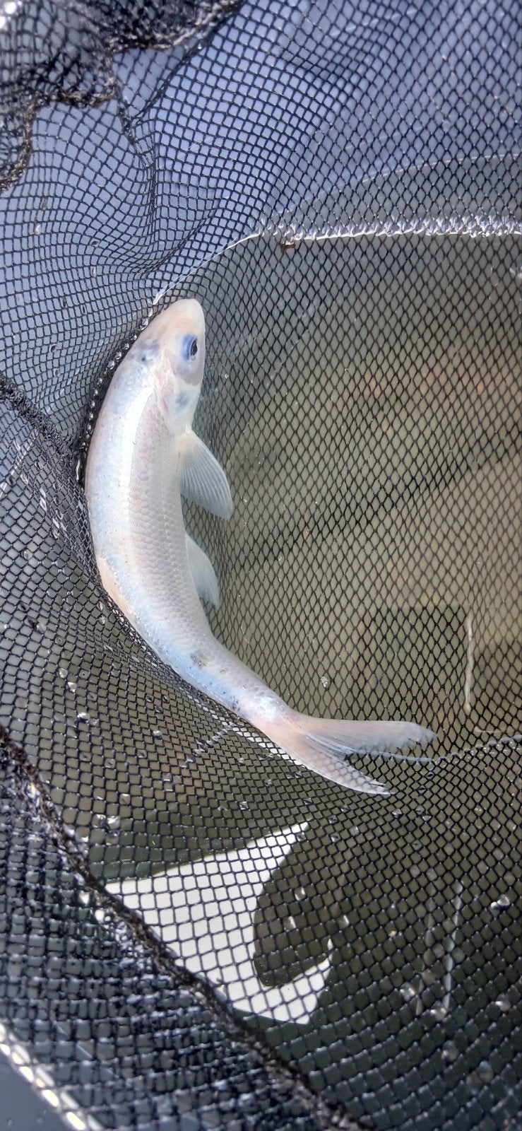 blauwe windes 25 cm+-, Baars of Goudwinde
