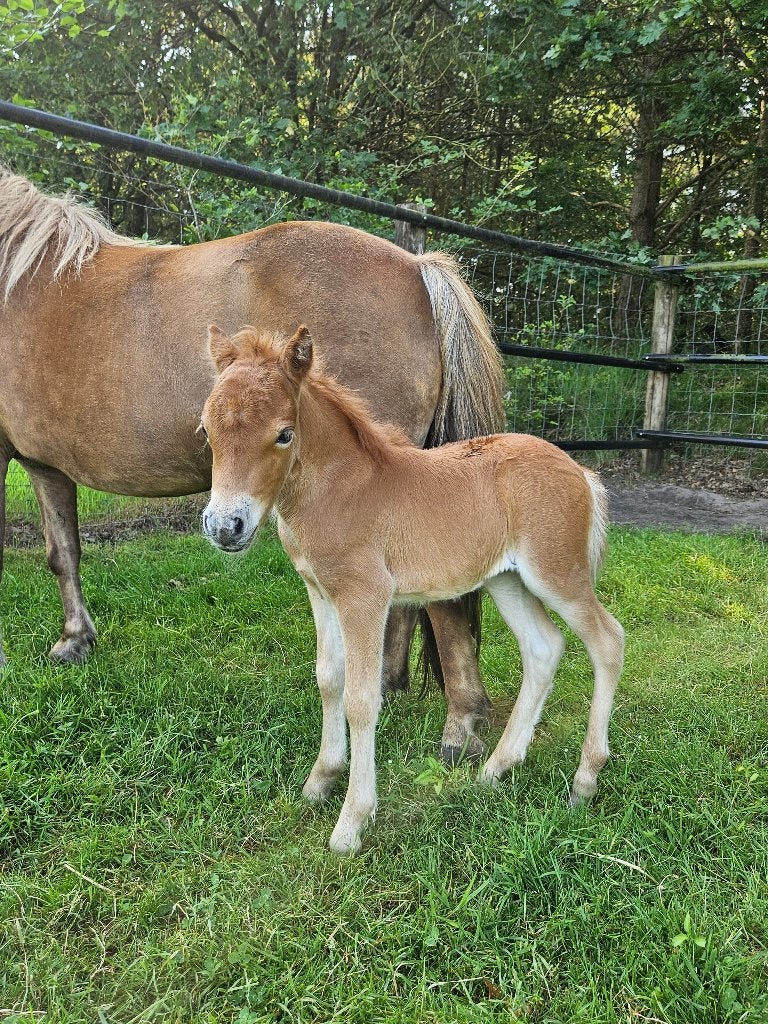 2 grote shetlandermerries met veulens, Hengst