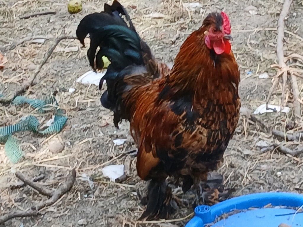 Haantjes zoeken thuis, Dieren en Toebehoren, Mannelijk, Kip