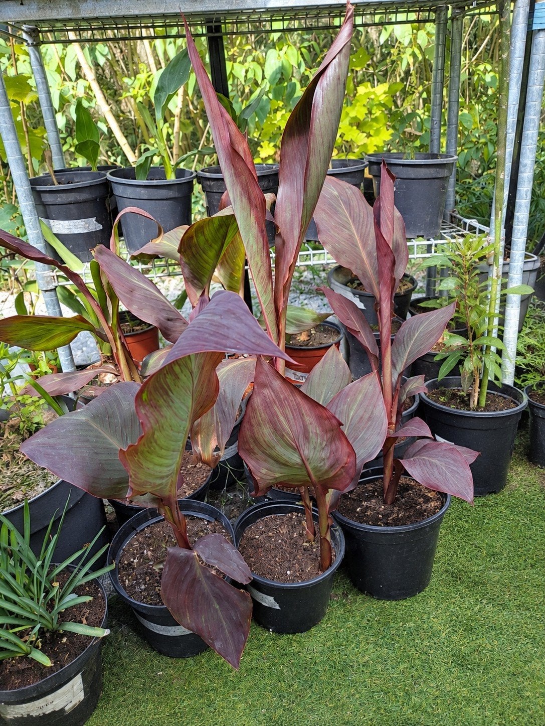 Canna Durban, Jardin & Terrasse, Plein soleil, Été, Plante fixe, Enlèvement ou Envoi