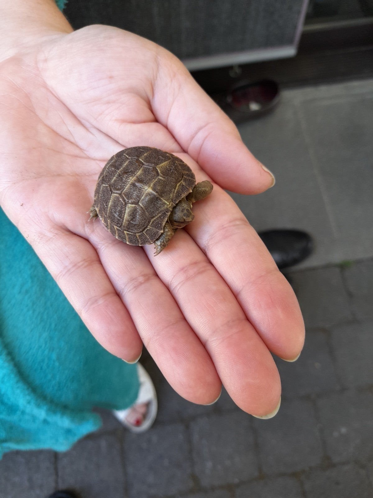 landschilpadden vierteen russiche, Dieren en Toebehoren, Schildpad, 0 tot 2 jaar