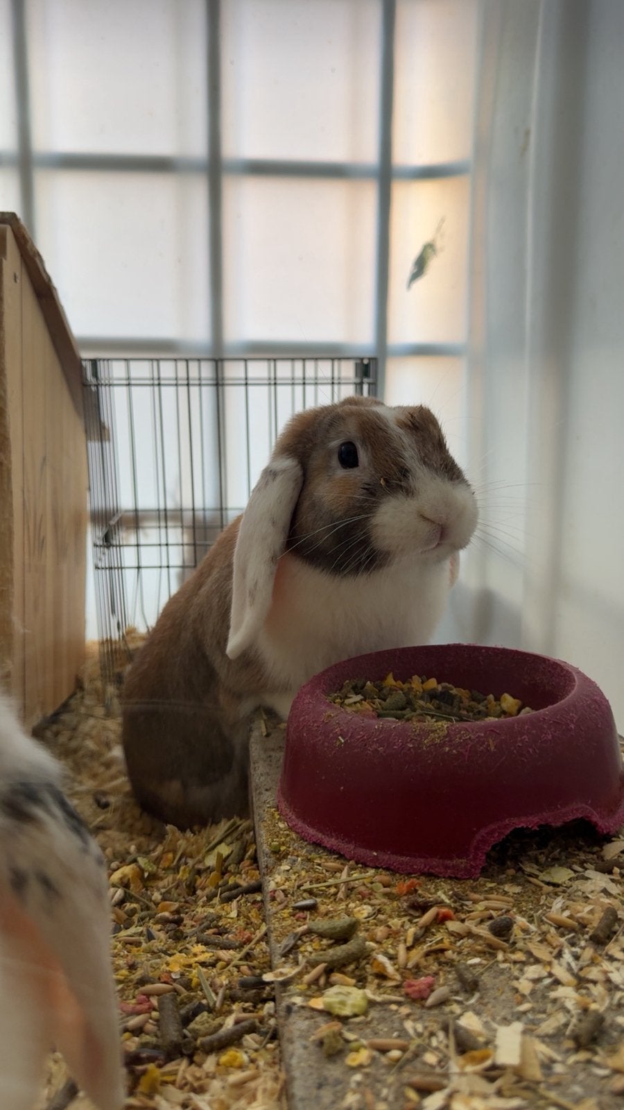 Konijnen te koop met volledig hok & toebehoren, Meerdere dieren, Middelgroot, 0 tot 2 jaar