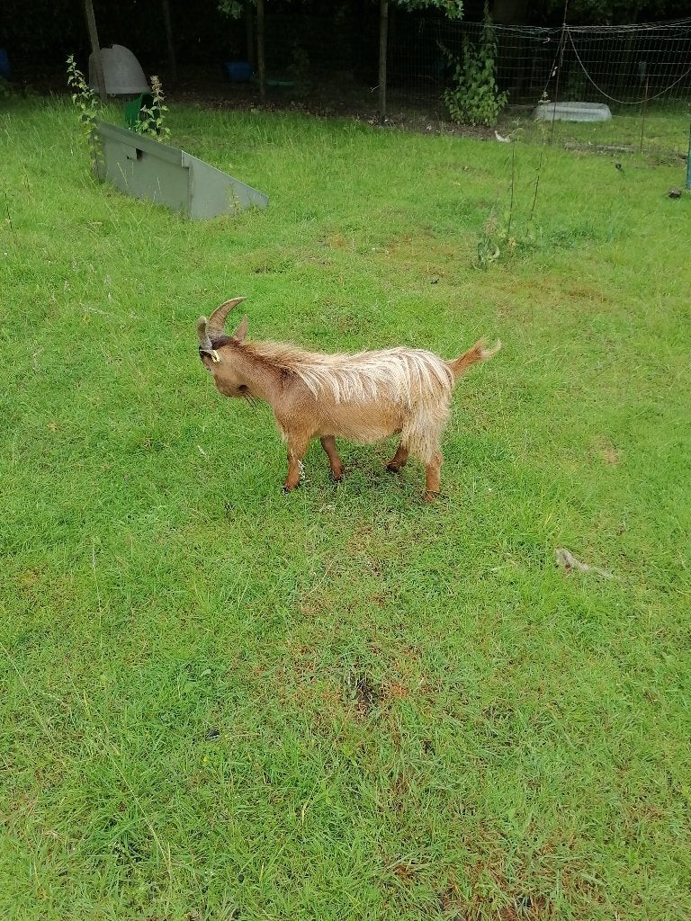 Geitenmieke abrikoos en superminibokje blauw oogje