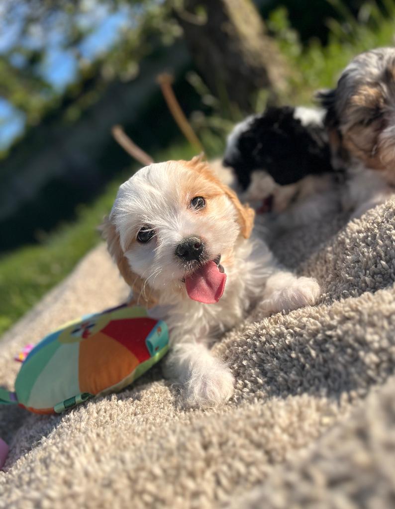 Mooie cavapoo pups, Dieren en Toebehoren, Poedel, Parvo, België, 8 tot 15 weken