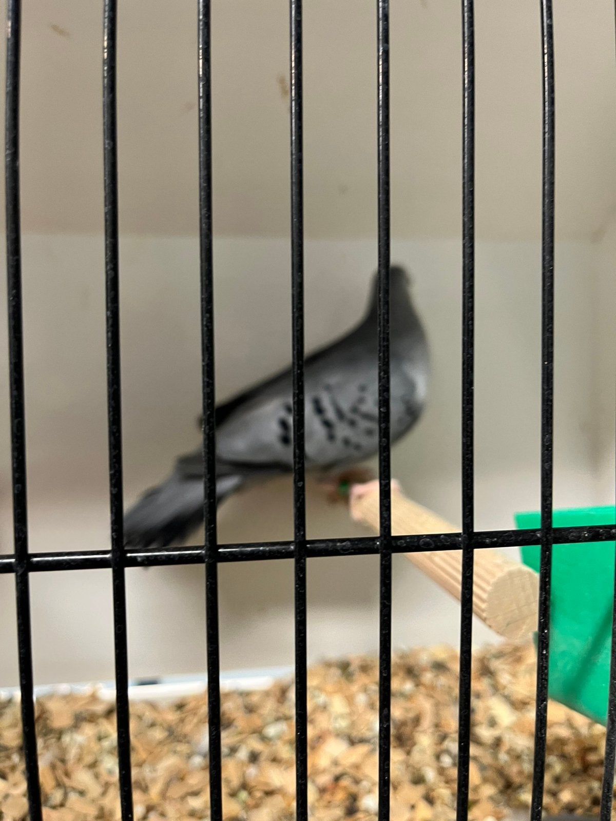 Blauwe grondduif koppel, Dieren en Toebehoren