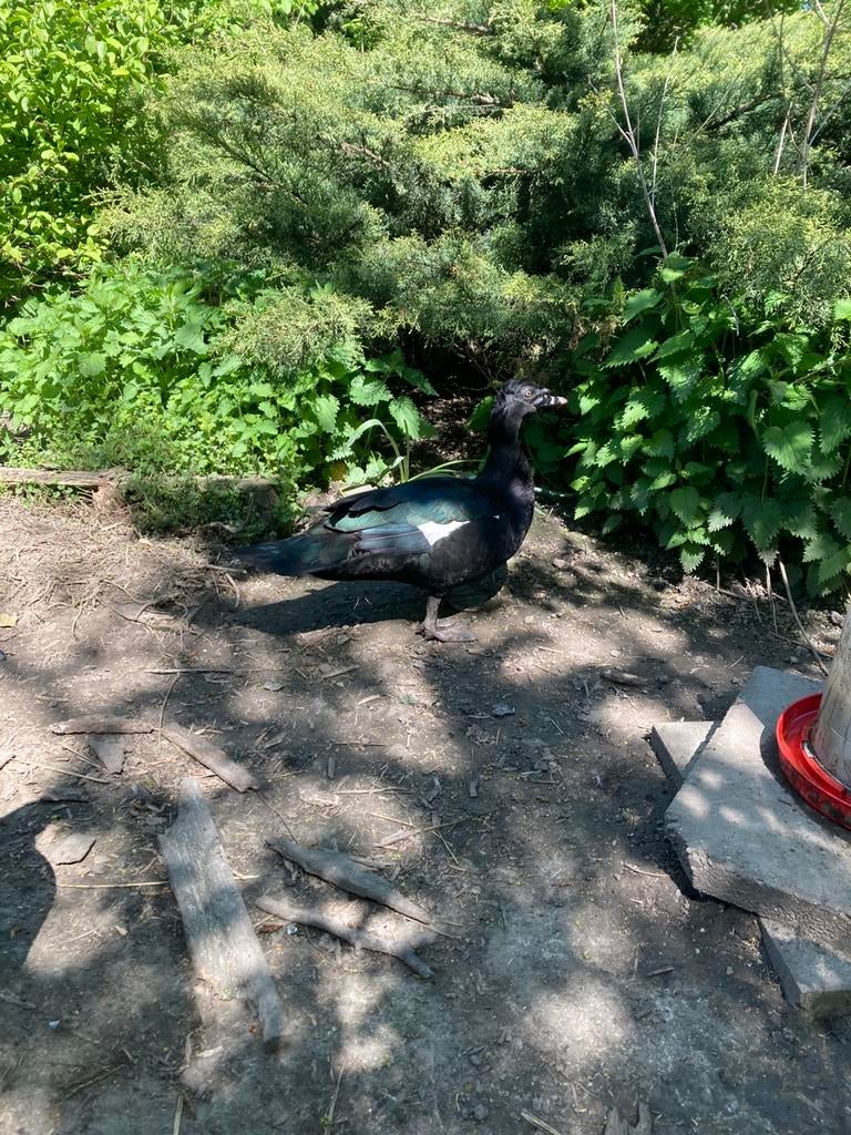 Bevruchte broedeieren wildvorm muskuseenden, muskus eend, Canard